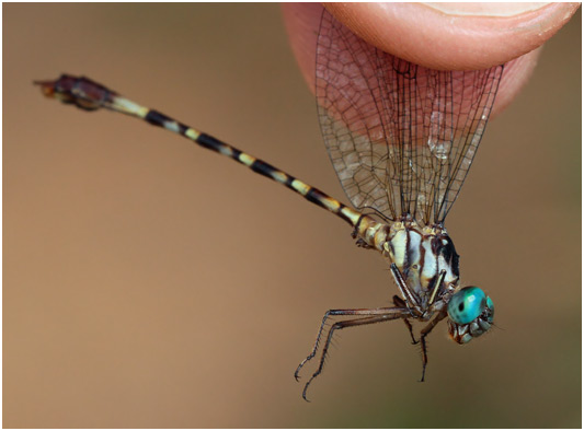 Archaeogomphus infans mâle, Rio Miniclubtail